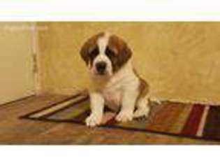 Saint Bernard Puppy for sale in Alamosa, CO, USA