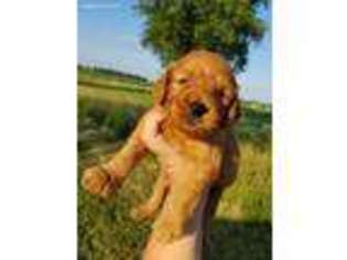 Golden Retriever Puppy for sale in Fishers, IN, USA