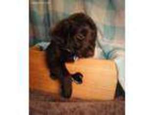 Labradoodle Puppy for sale in Leesville, SC, USA
