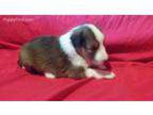 Shetland Sheepdog Puppy for sale in Lyons, WI, USA