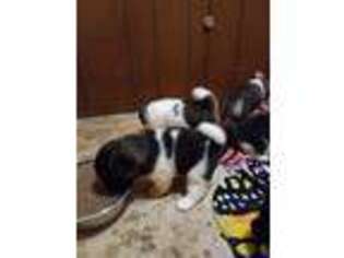Akita Puppy for sale in Phenix City, AL, USA