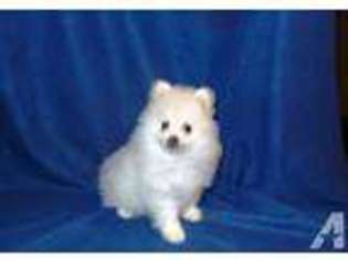Pomeranian Puppy for sale in PERRIS, CA, USA