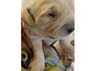 Golden Retriever Puppy for sale in Mount Pleasant, SC, USA