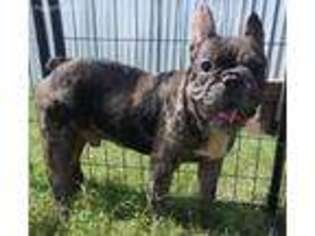 French Bulldog Puppy for sale in Gurley, AL, USA