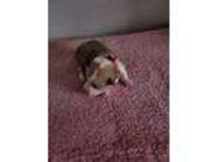 Pembroke Welsh Corgi Puppy for sale in New London, MO, USA