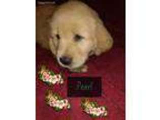 Golden Retriever Puppy for sale in Cedar Springs, MI, USA