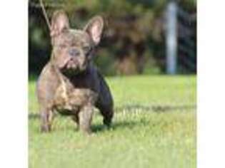 French Bulldog Puppy for sale in Osage City, KS, USA