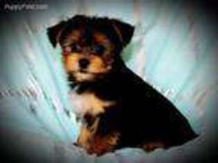 Yorkshire Terrier Puppy for sale in Waupaca, WI, USA