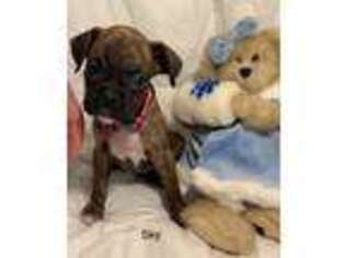 Boxer Puppy for sale in South Haven, MN, USA