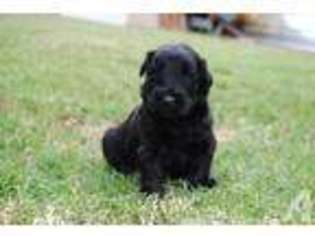 Medium Photo #1 Black Russian Terrier Puppy For Sale in LYNWOOD, CA, USA