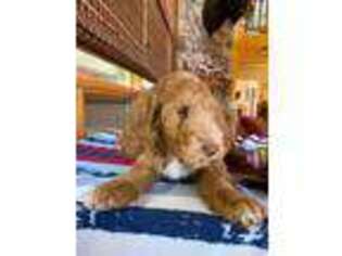 Goldendoodle Puppy for sale in Fox River Grove, IL, USA