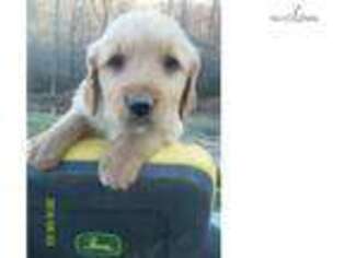 Golden Retriever Puppy for sale in Winston Salem, NC, USA