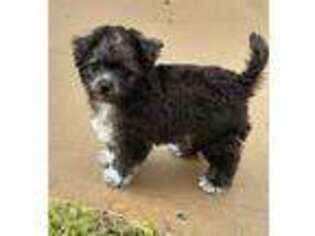 Schnoodle (Standard) Puppy for sale in Alba, TX, USA