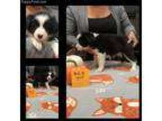 Border Collie Puppy for sale in Apple Valley, CA, USA