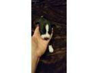 Basenji Puppy for sale in Brinkley, AR, USA