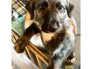 Irish Wolfhound Puppy for sale in Firth, NE, USA