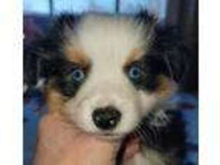 Miniature Australian Shepherd Puppy for sale in Gaylesville, AL, USA