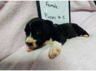 American Staffordshire Terrier Puppy for sale in Culpeper, VA, USA