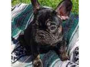French Bulldog Puppy for sale in Heavener, OK, USA