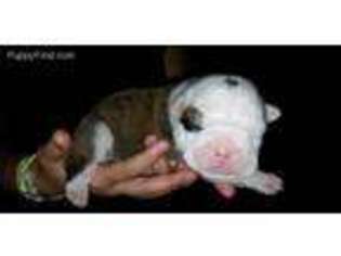 Bulldog Puppy for sale in Waupaca, WI, USA