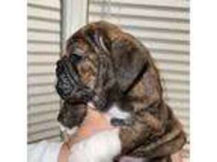 Bulldog Puppy for sale in Oxford, OH, USA