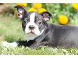 Boston Terrier Puppy for sale in Hagerstown, IN, USA