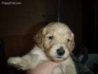 Goldendoodle Puppy for sale in Elkader, IA, USA
