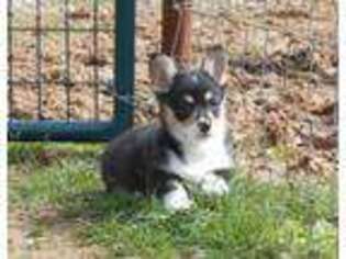 Pembroke Welsh Corgi Puppy for sale in New Boston, TX, USA