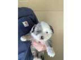 Miniature Australian Shepherd Puppy for sale in Carrollton, GA, USA