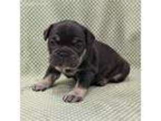 French Bulldog Puppy for sale in Grabill, IN, USA