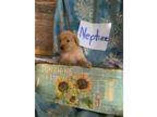 Goldendoodle Puppy for sale in Opelousas, LA, USA