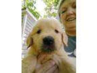 Golden Retriever Puppy for sale in Lancaster, SC, USA