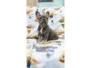 French Bulldog Puppy for sale in Bonaire, GA, USA