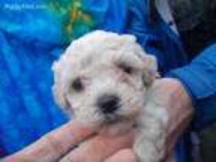 Mutt Puppy for sale in Gaston, SC, USA
