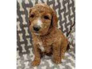 Labradoodle Puppy for sale in Sterling, IL, USA
