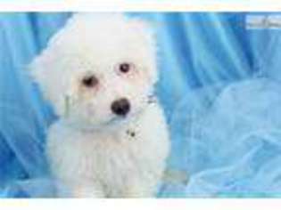 Bichon Frise Puppy for sale in Greensboro, NC, USA
