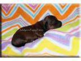 Dachshund Puppy for sale in Fort Branch, IN, USA