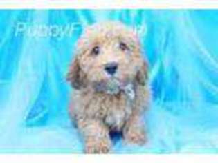 Cavapoo Puppy for sale in Summerfield, NC, USA