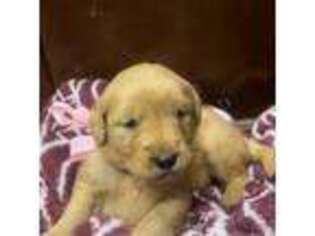 Golden Retriever Puppy for sale in Tacoma, WA, USA