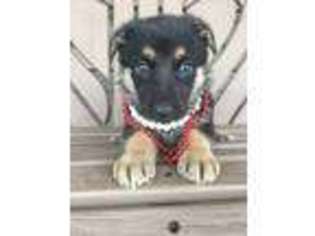 German Shepherd Dog Puppy for sale in Saint Joe, IN, USA