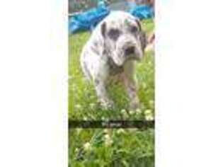 Great Dane Puppy for sale in Lebanon, PA, USA