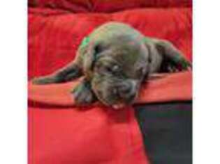 Cane Corso Puppy for sale in Brookeland, TX, USA