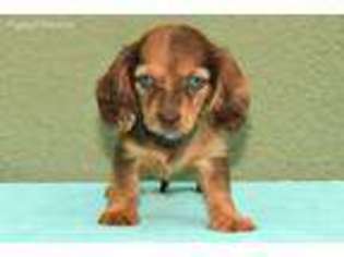 Dachshund Puppy for sale in South Gate, CA, USA