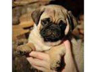 Pug Puppy for sale in Liberty, KY, USA