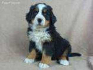 Bernese Mountain Dog Puppy for sale in Kalona, IA, USA