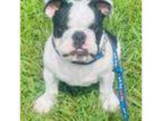 Bulldog Puppy for sale in Jacksonville, NC, USA