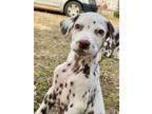 Dalmatian Puppy for sale in Jemison, AL, USA