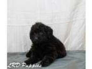 Labradoodle Puppy for sale in Wayland, IA, USA