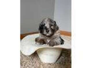 Mutt Puppy for sale in Summerfield, KS, USA