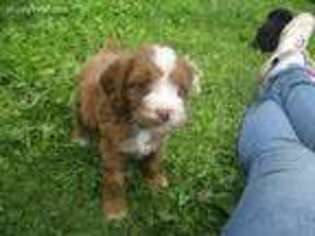 Cock-A-Poo Puppy for sale in Ilion, NY, USA